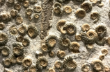 埃拉尼(西安发现新的埃拉尼化石！)